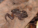 Polyptychus
