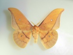 Cricula