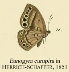 Eunogyra