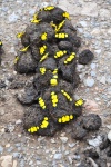 Pachythone
