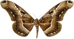 Dactyloceras