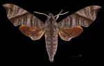 Thibetia