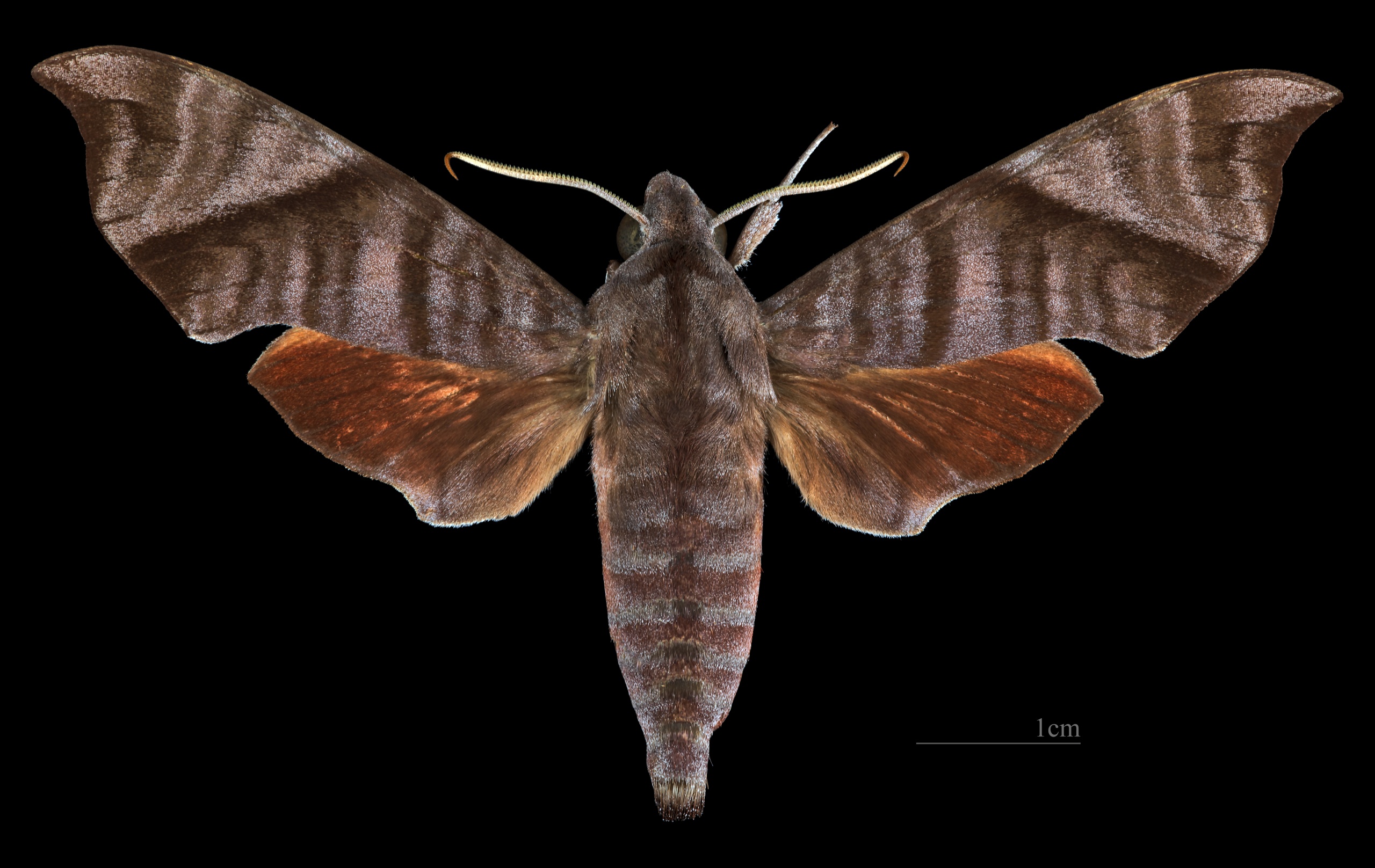 Thibetia