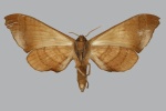 Daphnusa