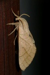 Neoclanis