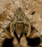Sphingonaepiopsis