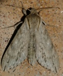Oligographa