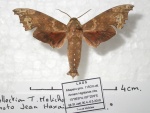 Degmaptera