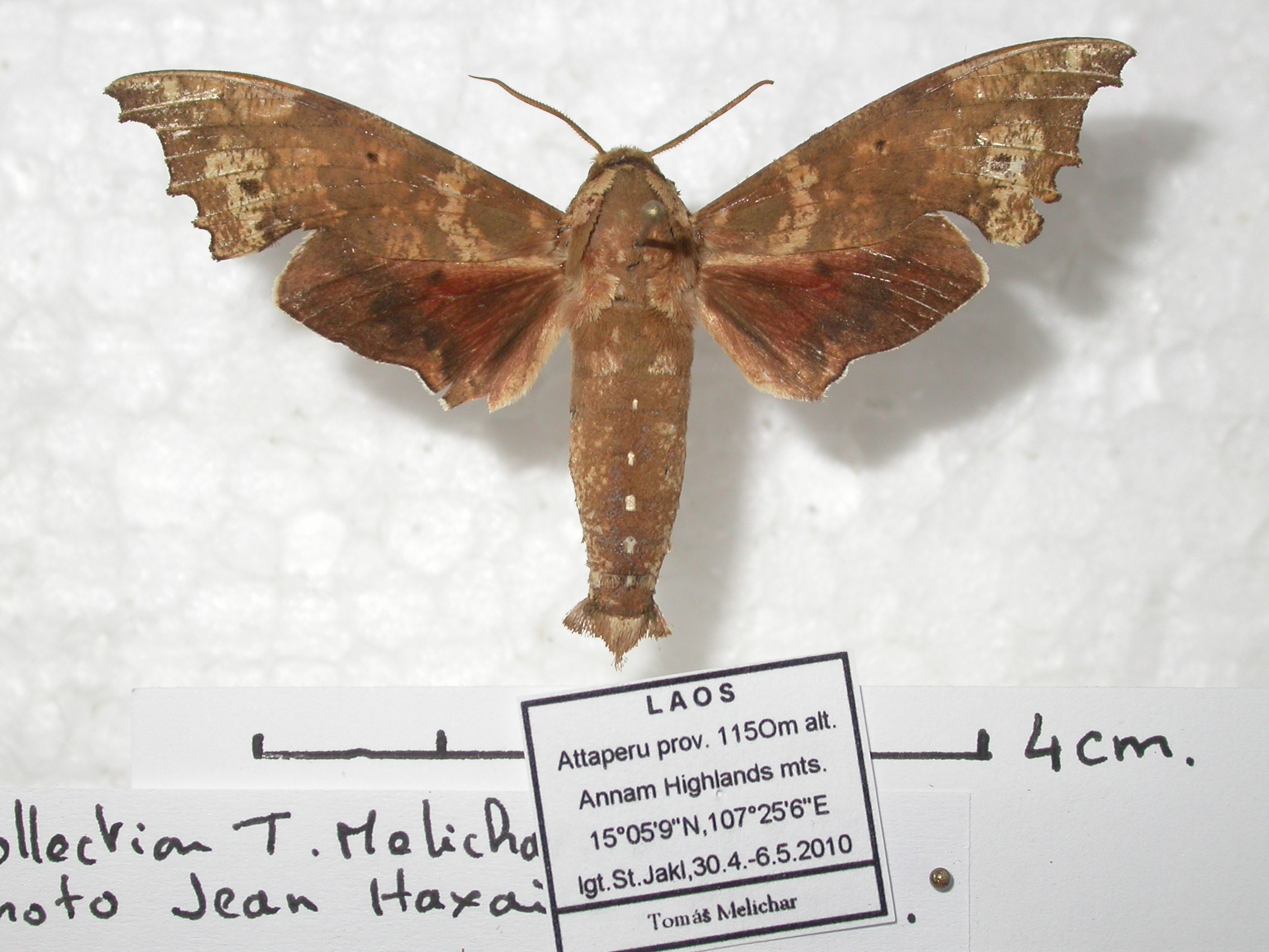 Degmaptera
