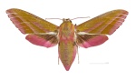 Eumorpha