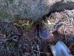 Dirphiopsis