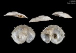 Tinostoma