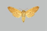 Dolbina