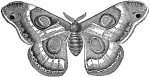 Drepanoptera