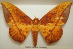 Eacles