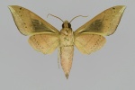 Elibia