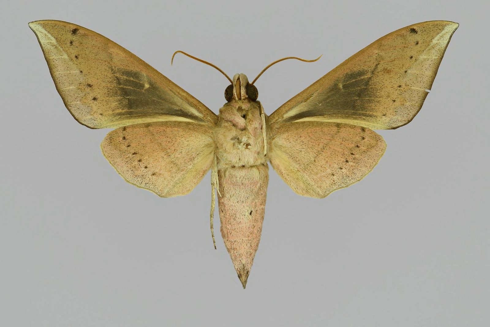 Elibia