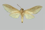 Ellenbeckia