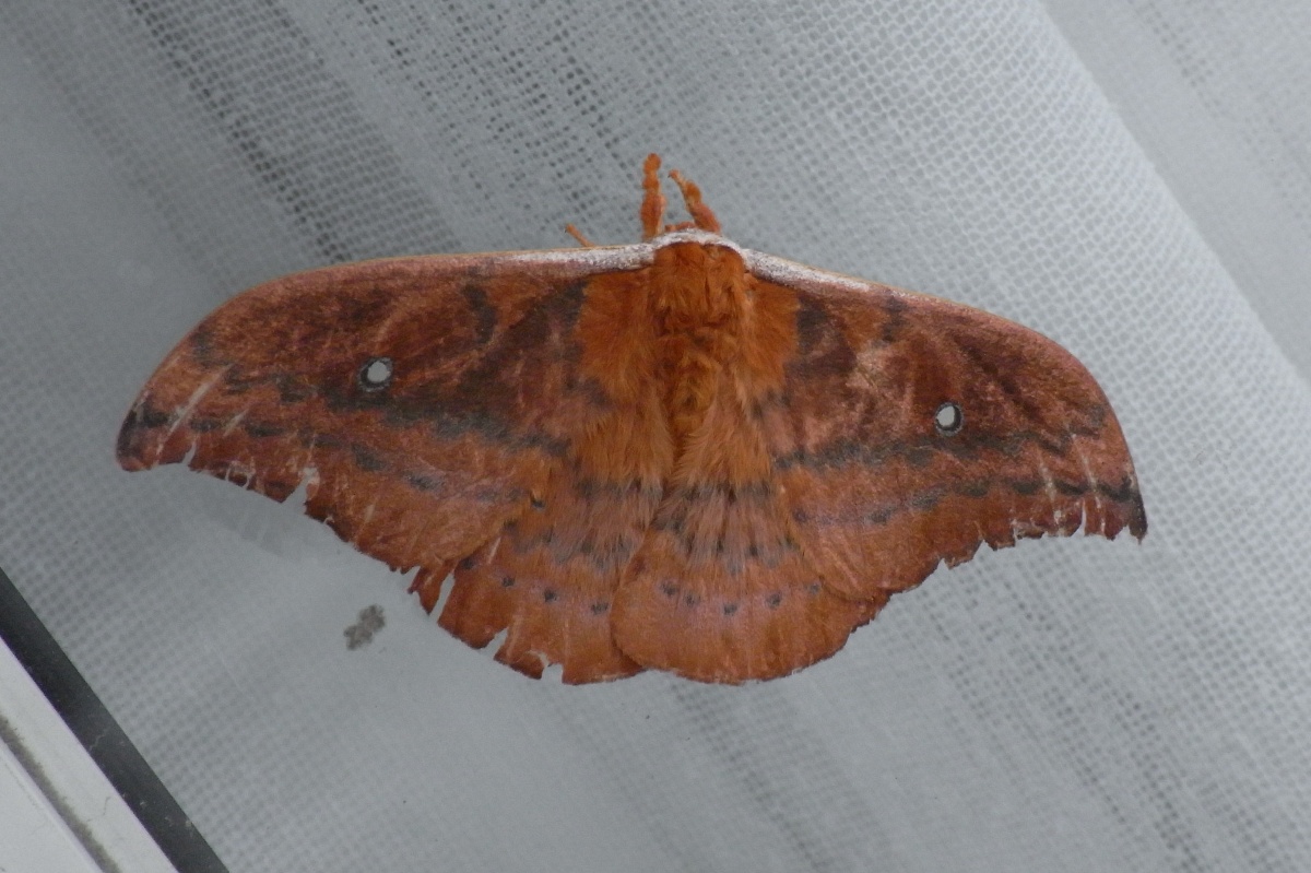 Syntherata (Род)