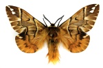 Endromis