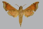Enpinanga