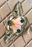 Erythromeris