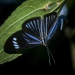 Esthemopsis