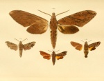 Xanthopan