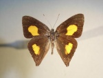 Euselasia