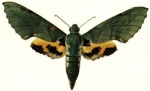 Euchloron