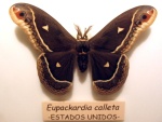 Eupackardia