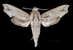 Eupanacra