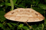 Sarmalia