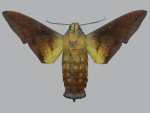 Eupyrrhoglossum