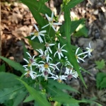 Eurybia