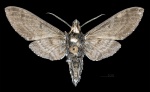 Euryglottis