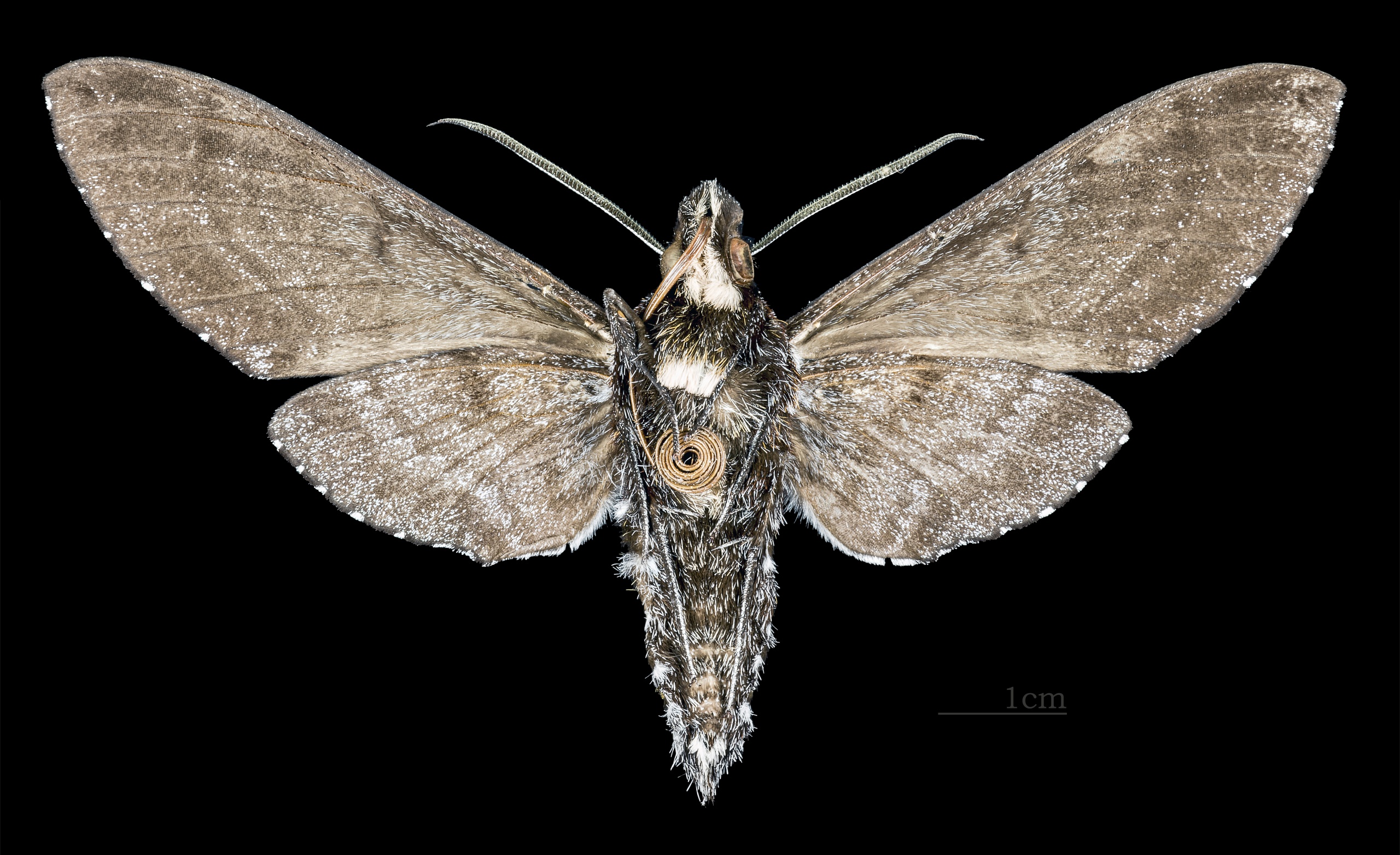 Euryglottis