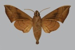 Eurypteryx