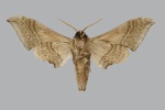 Falcatula