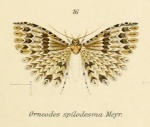 Pterotopteryx