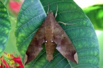 Pachylia