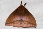 Gamelia