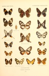 Ithomeis