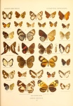 Dysmathia