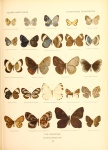 Mesophthalma