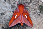 Adelowalkeria