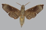 Giganteopalpus