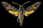 Gnathothlibus