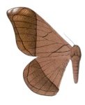 Grammopelta