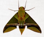 Oryba